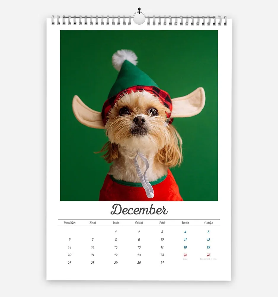 Cute dog dressed as Santa Claus with elf ears and hat for December holiday.