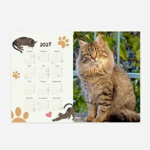 Cute tabby cat sitting outdoors with a 2023 calendar featuring paw prints.
