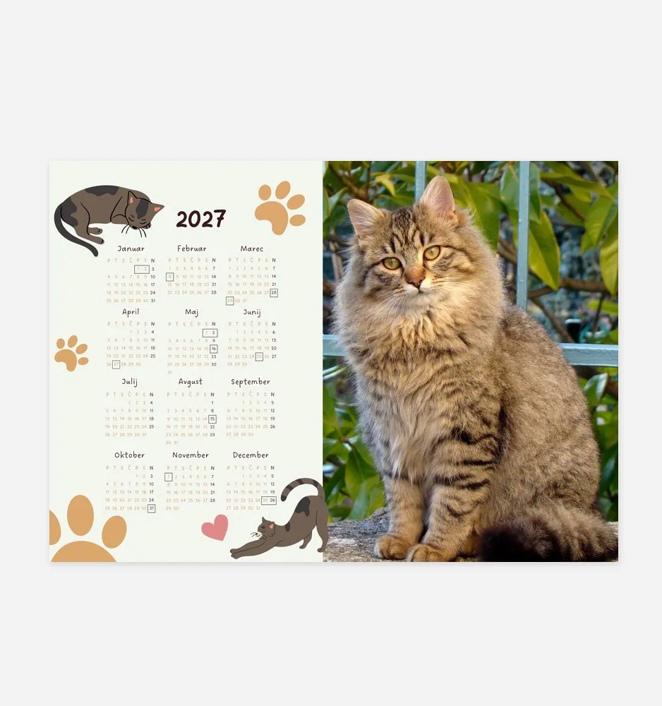 Cute tabby cat sitting outdoors with a 2023 calendar featuring paw prints.